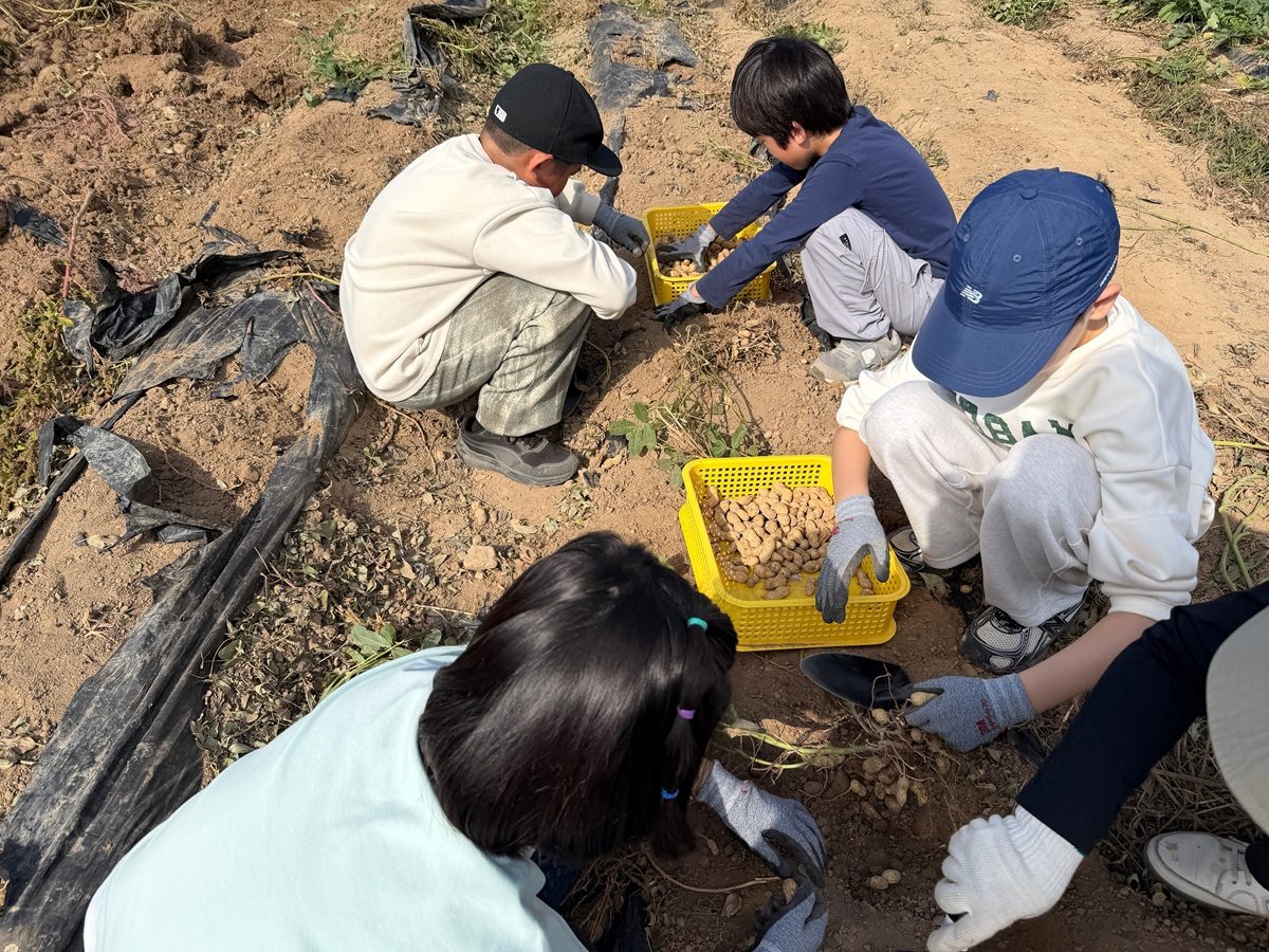 경북 도평초·병설유치원, 마을 텃밭서 고구마·땅콩 캐기… 53명이 수확하고 이웃과 나눔