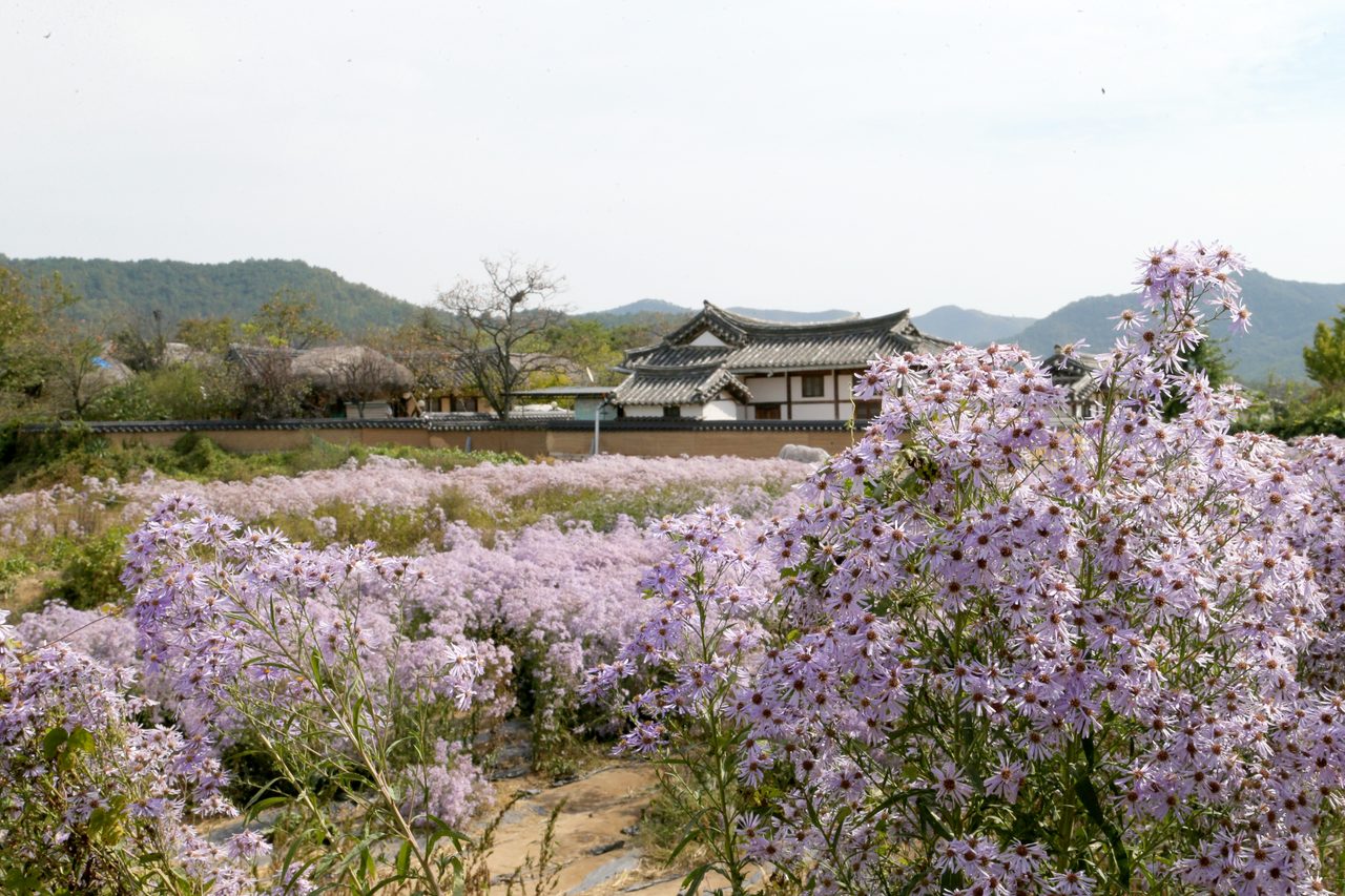 안동시, 반값여행 2차 조기 마감에 사업 지속·확대 방안 검토