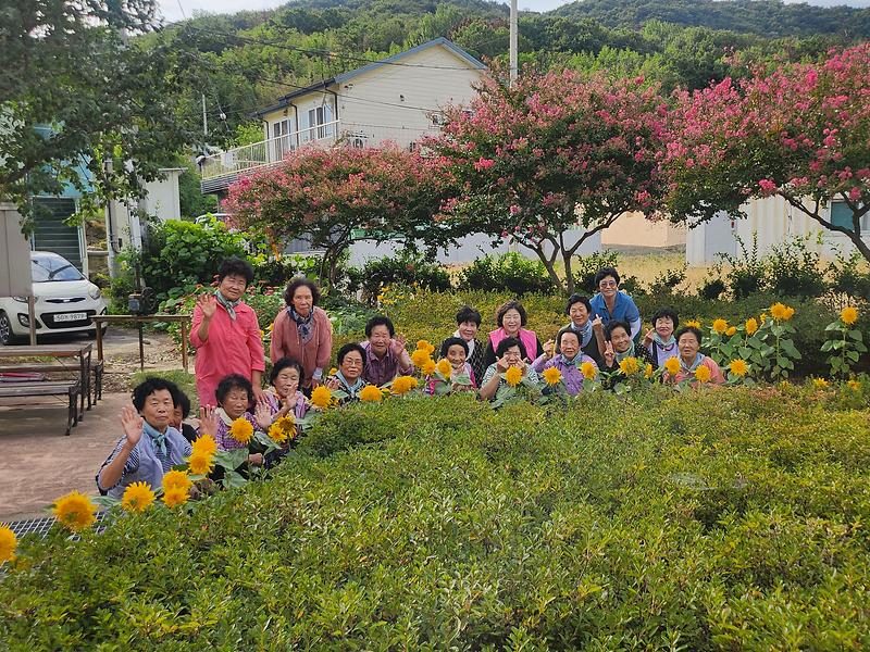 고령 성산면 무계리 경로당 어르신들, 행복선생님과 해바라기 가꿔