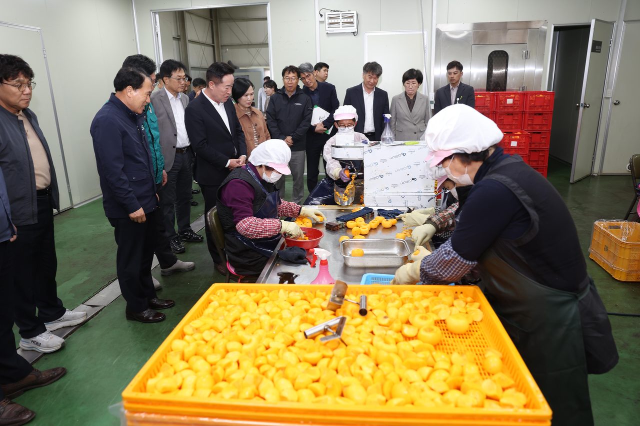청도반시 소과 500톤 수매… 20kg 컨테이너당 13,500원, 11월 6일까지 지역농협서